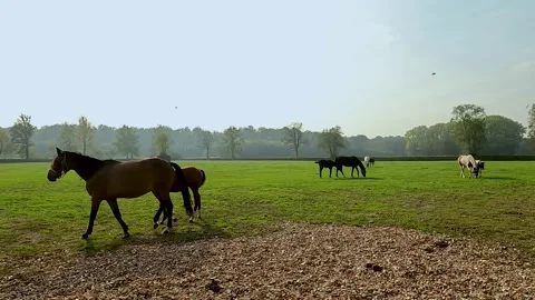 Horses in the meadow Stock Footage 219804917