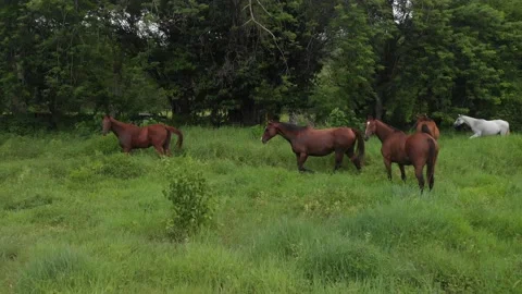 Horses in meadow 動画素材 229745084