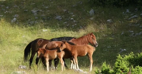 Horses in the meadow. Stock Footage 248212709