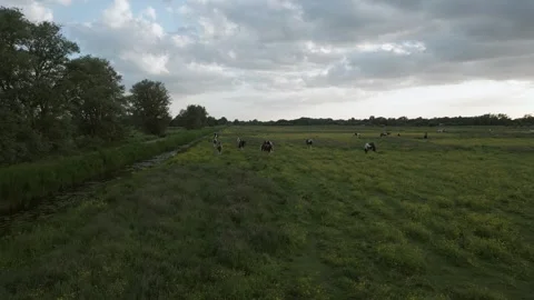Horses in Meadow Stock Footage 262042917