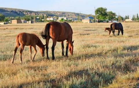 Horses on meadow Stock Photos