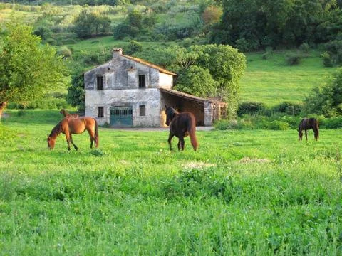 Horses in a meadow Stock Photos
