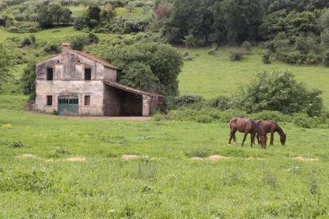 Horses in a meadow Stock Photos