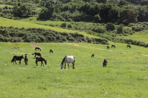 Horses in a meadow Stock Photos