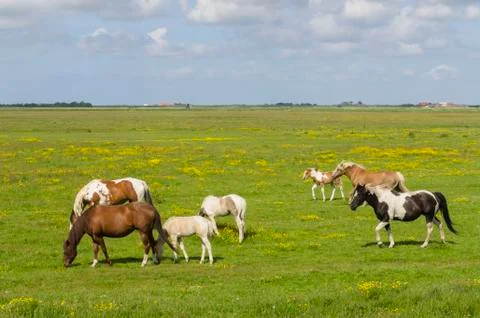 Horses on a meadow Stock Photos