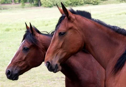 Horses in a meadow Stock Photos