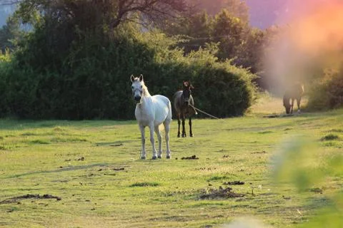 Horses in a meadow Stock Photos