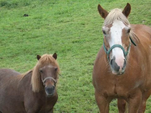 Horses in meadow Stock Photos