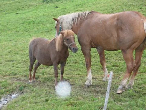 Horses in meadow Stock Photos