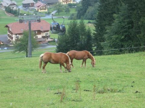 Horses in meadow Stock Photos