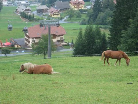 Horses in meadow Foto stock
