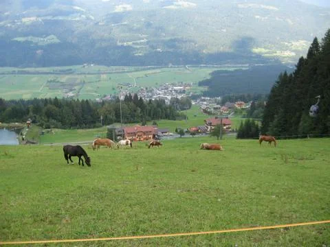 Horses in meadow Stock Photos