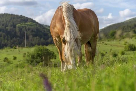 Horses on the meadow. Stock Photos