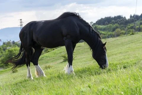 Horses on the meadow. Stock Photos