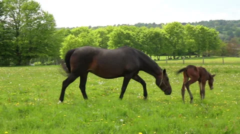 Horses on the meadow in spring day. Stock Footage 50375783