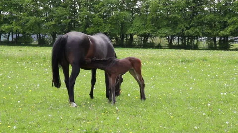Horses on the meadow in spring day. Stock Footage 50376129