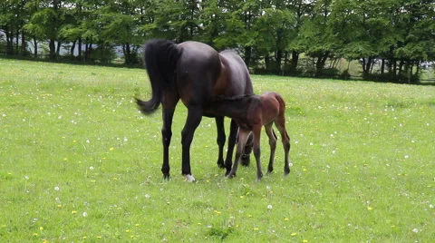 Horses on the meadow in spring day. Stock Footage 50376449