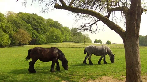 Horses on the meadow in sunny spring day. Stock Footage 38004337
