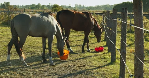 Horses mealtime on a paddock. Stock Footage 279917395