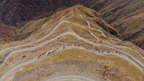 Horses migration in the mountains , road. Stock Footage 221990110