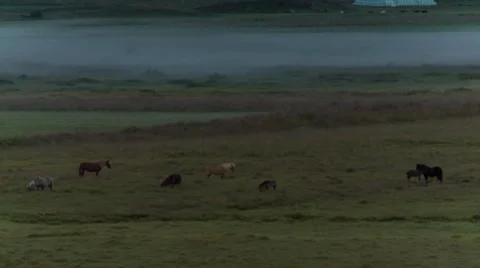Horses in the mist Stock Footage 8763797
