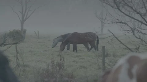 Horses in the mist Stock Footage 221084395