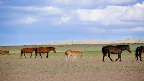 Horses in the Mongolian desert Видео 126703280