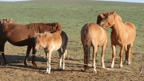 Horses in the Mongolian steppe. Stock Footage 141237876