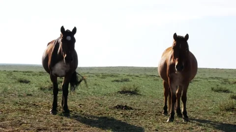 Horses in the Mongolian steppe. Stock Footage 249018960