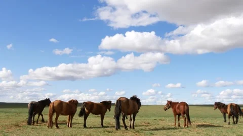 Horses in the Mongolian steppe. Stock Footage 276489429