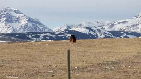 Horses in Montana Video stock 33723046