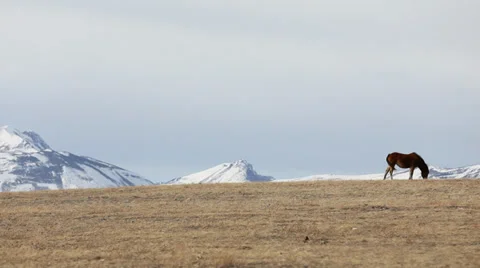 Horses in Montana Video stock 33723094