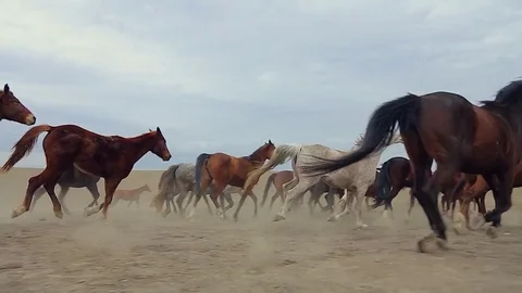 Horses in motion Stock Footage 81264142