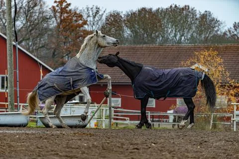 Horses in motion playing Stock-Fotos