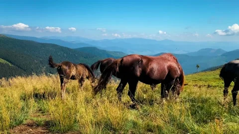 Horses on mountain background Stock Footage 205503131