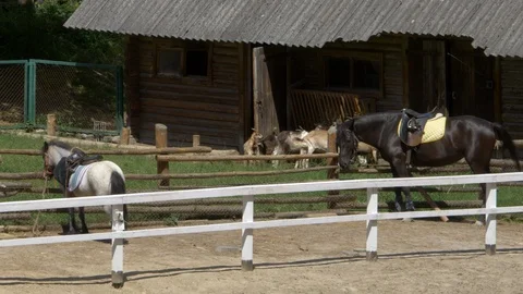 Horses on a mountain farm Stock Footage 94110752