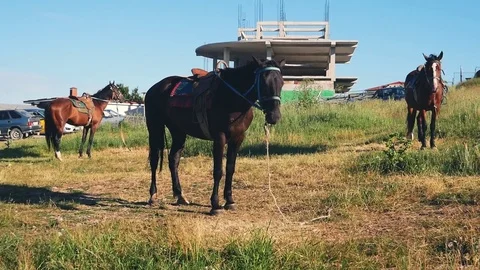 Horses on the mountain field Stock Footage 82881935