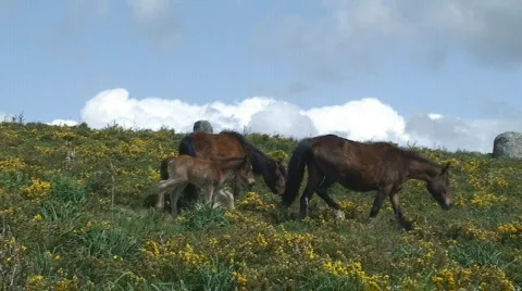 Horses in the mountain Stock Footage 117857