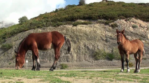 Horses in the Mountain Stock Footage 32009050