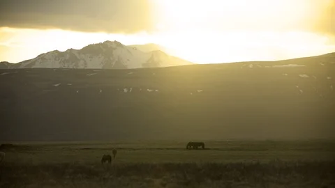 Horses in mountain pasture, sunset diffuse glow Iceland Stock Footage 90756371