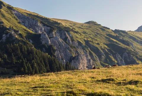 Horses on a mountain Stock Photos