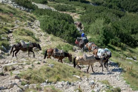 Horses in a mountain Stock Photos