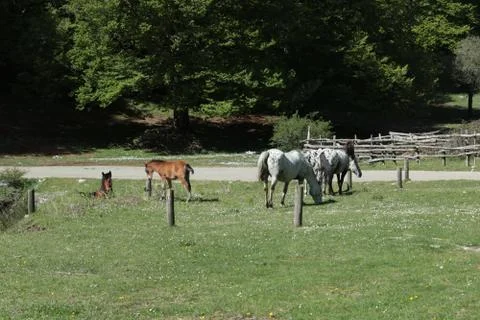 Horses on Mountain Stock Photos