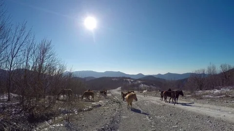 Horses on mountain road Vídeo Stock 72043764