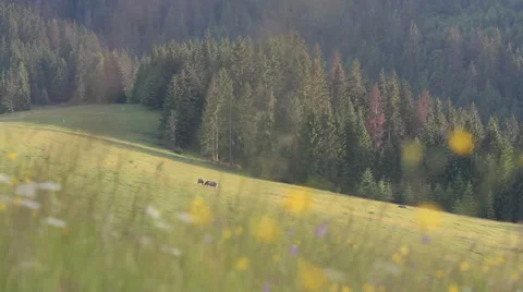 Horses in mountains with colorfull background Stock Footage 67834079