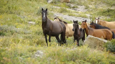 Horses in the mountains Stock Footage 8834107