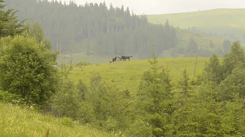 Horses in the Mountains Stock Footage 24770002