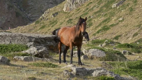 Horses in the mountains Stock Footage 83732527