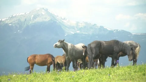 Horses in the mountains Видео 94585318