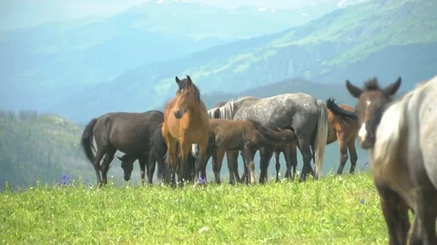 Horses in the mountains Видео 94585328